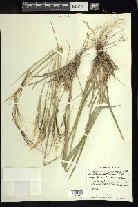 Heteropogon contortus image