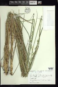 Festuca orizabensis image