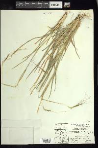 Heteropogon contortus image