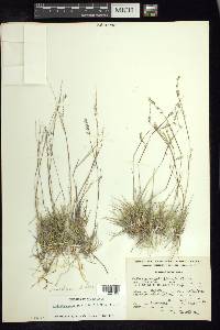 Griffithsochloa multifida image