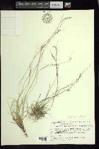 Griffithsochloa multifida image