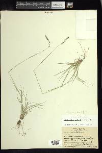 Griffithsochloa multifida image