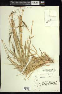 Heteropogon contortus image