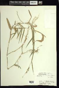 Homolepis aturensis image