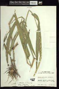 Hymenachne amplexicaulis image