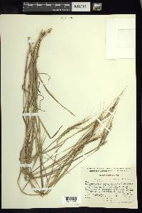 Heteropogon contortus image