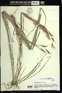 Hyparrhenia rufa image
