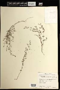 Euphorbia radioloides image
