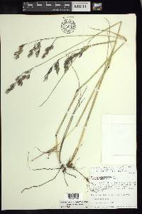 Festuca tolucensis image