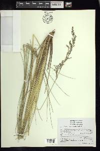 Festuca orizabensis image