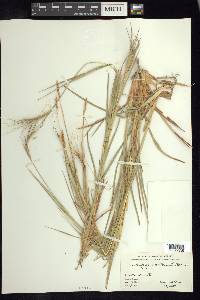 Heteropogon contortus image