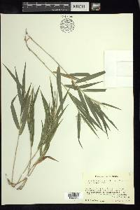 Lasiacis divaricata var. divaricata image