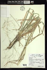 Festuca breviglumis image