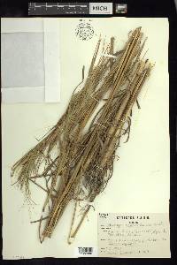 Heteropogon melanocarpus image