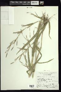 Hackelochloa granularis image