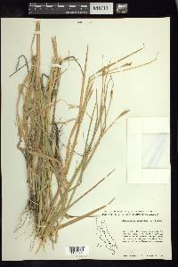 Heteropogon contortus image