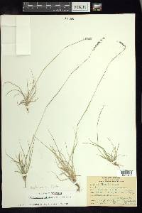 Griffithsochloa multifida image