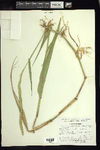 Hymenachne amplexicaulis image