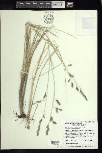 Festuca tolucensis image