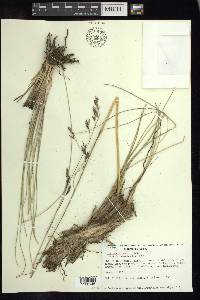 Festuca tolucensis image