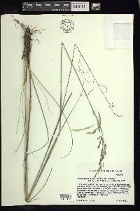 Festuca lugens image