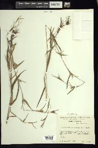 Hackelochloa granularis image