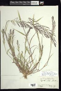 Leptochloa panicea image