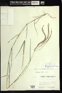 Leptochloa virgata image