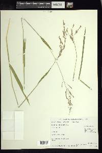 Leersia hexandra image