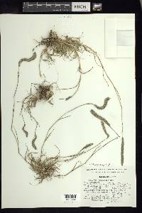 Lycurus phleoides image