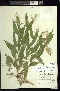 Lasiacis ruscifolia var. ruscifolia image