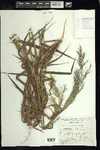 Melinis minutiflora image