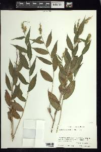 Lasiacis ruscifolia image