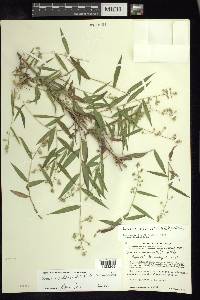 Lasiacis ruscifolia image