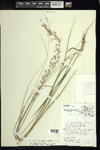 Melinis repens image