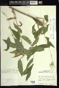 Lasiacis ruscifolia var. ruscifolia image