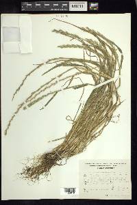 Lolium perenne subsp. multiflorum image