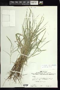 Leersia monandra image