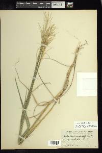 Leptochloa virgata image