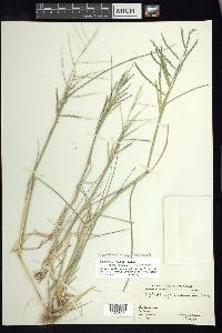 Diplachne fusca subsp. fascicularis image