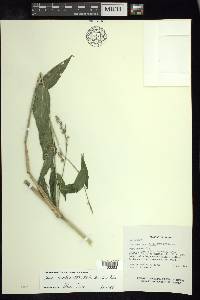 Lasiacis ruscifolia var. ruscifolia image