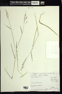 Leersia hexandra image