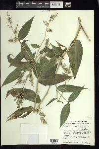 Lasiacis ruscifolia image