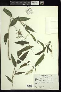 Lasiacis ruscifolia image