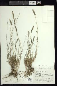 Lycurus phleoides image