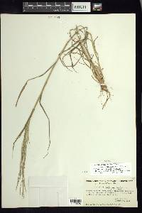 Leptochloa panicea subsp. brachiata image