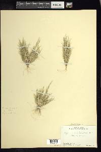 Lycurus phalaroides image