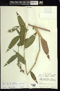 Lasiacis ruscifolia var. ruscifolia image