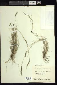 Lycurus phleoides image