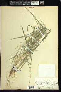 Leersia monandra image